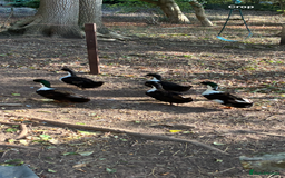 Ducks poultry for sale: Swedish black ducks from 1 week old to adult - Image 3