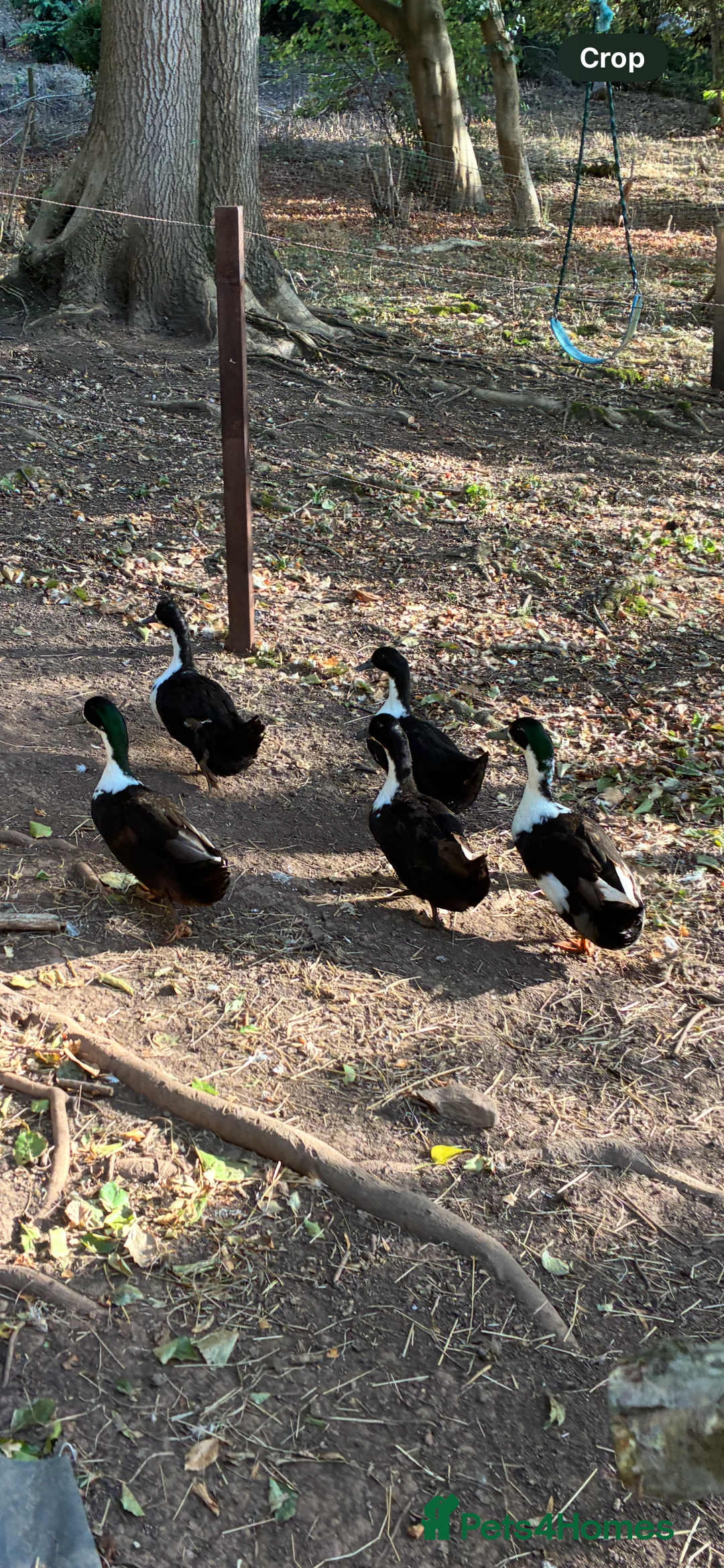Ducks poultry for sale: Swedish black ducks from 1 week old to adult - Image 3