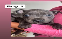 Staffordshire Bull Terrier dogs for sale: Beautiful staffordshire bull terrier puppies  - Image 15