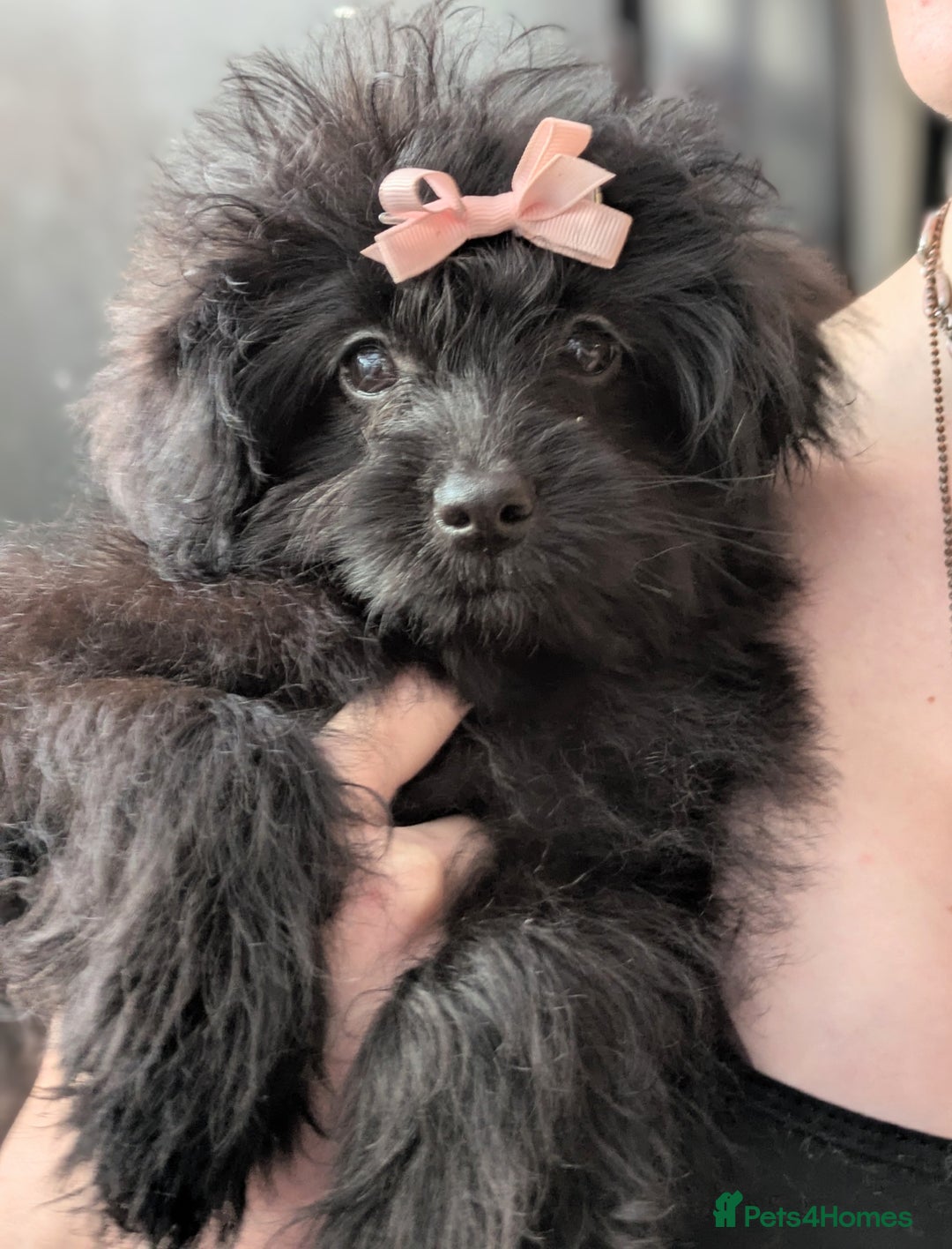 Pomapoo dogs for sale: Gorgeous Pomapoo puppies, 1st vaccination  - Advert 16