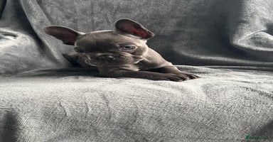 French Bulldog dogs - Advert 3