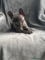 French Bulldog dogs - Advert 9
