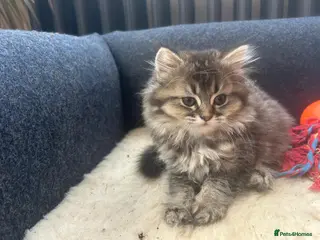 British Longhair cats 2 British longhair 1 British short hair - Advert 6