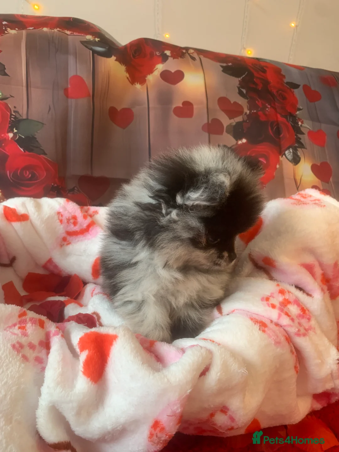 Pomeranian dogs for sale: UNIQUE BEAR FACE POMERANIAN LITTER - Advert 9