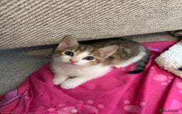 Domestic Shorthair cats for sale: Kittens for sale - Image 2