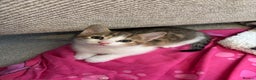 Domestic Shorthair cats for sale: Kittens for sale - Advert 2