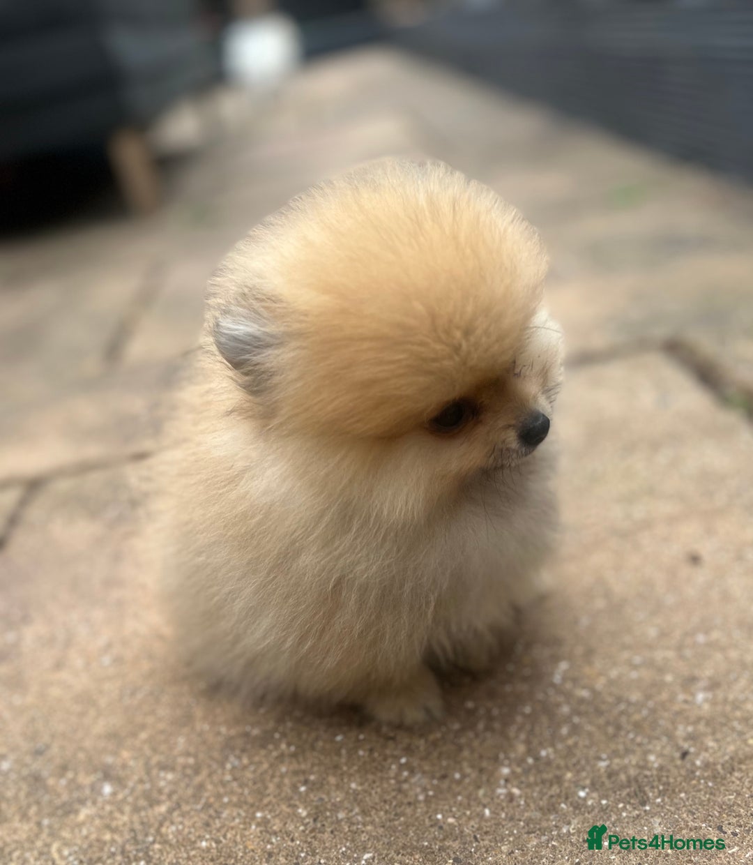 Pomeranian dogs for sale: 2 male Pomeranian puppies. 1 orange sable, 1 cream - Image 12