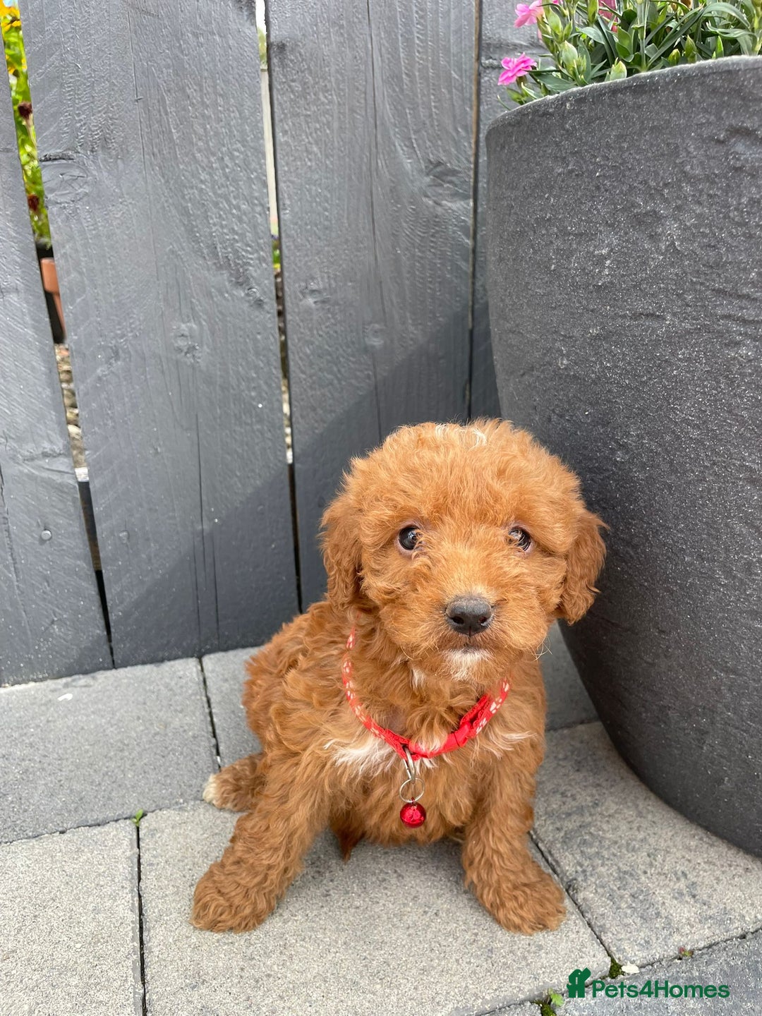 Labradoodle dogs for sale: F1b fox red labradoodle  - Image 4