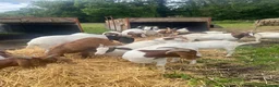 Goats livestock for sale: Boer goats  - Advert 1