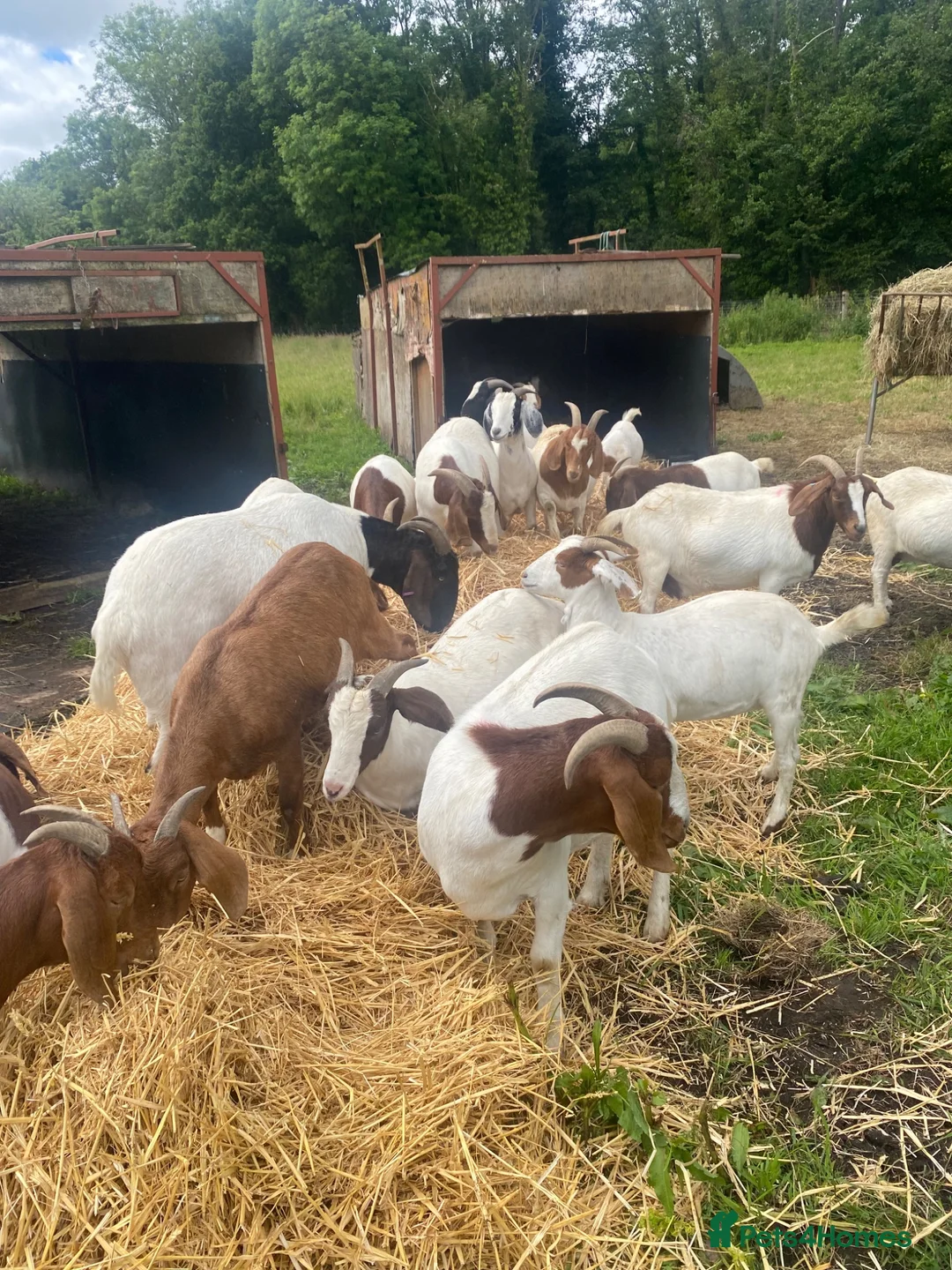 Goats livestock for sale: Boer goats  - Advert 1
