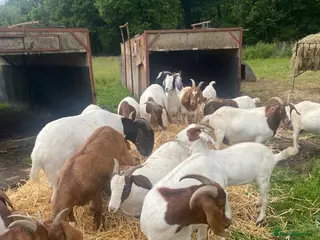 Goats livestock Boer goats - Advert 6