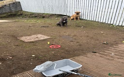 Cane Corso dogs for sale: Cane corso puppies  - Image 13