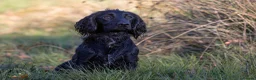 Cocker Spaniel dogs for stud: AT STUD Working Cocker - Advert 2