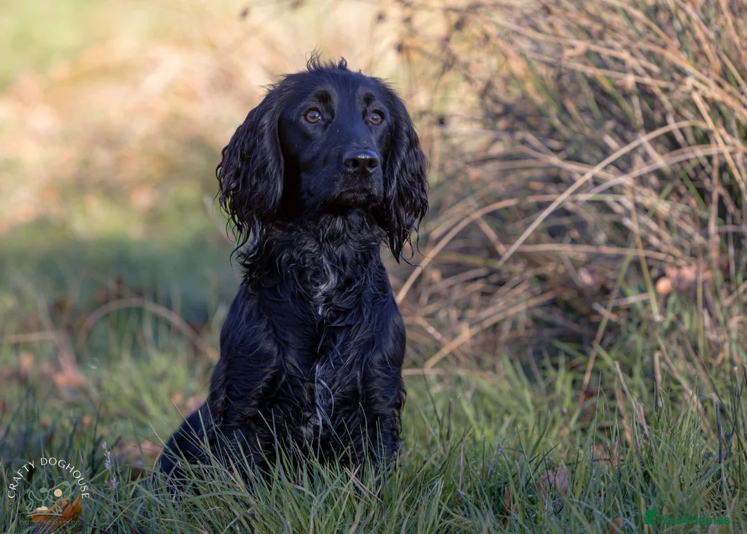 Cocker Spaniel dogs for stud: AT STUD Working Cocker - Advert 2