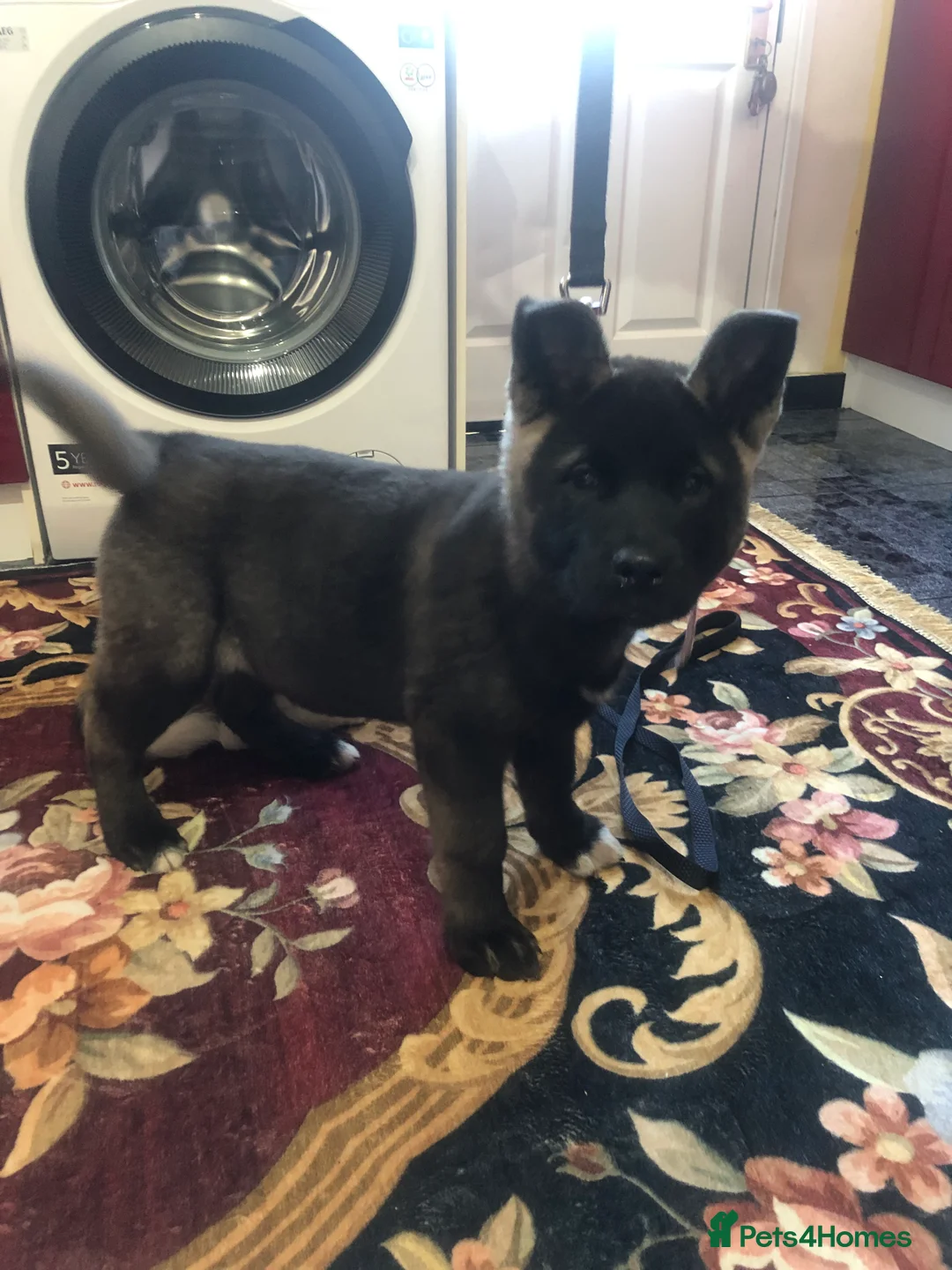 Akita dogs for sale: 7 bear faced American Akitas puppies  - Advert 3