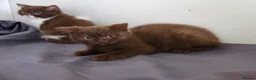 British Shorthair cats for sale: British Shorthair Kittens - Advert 9