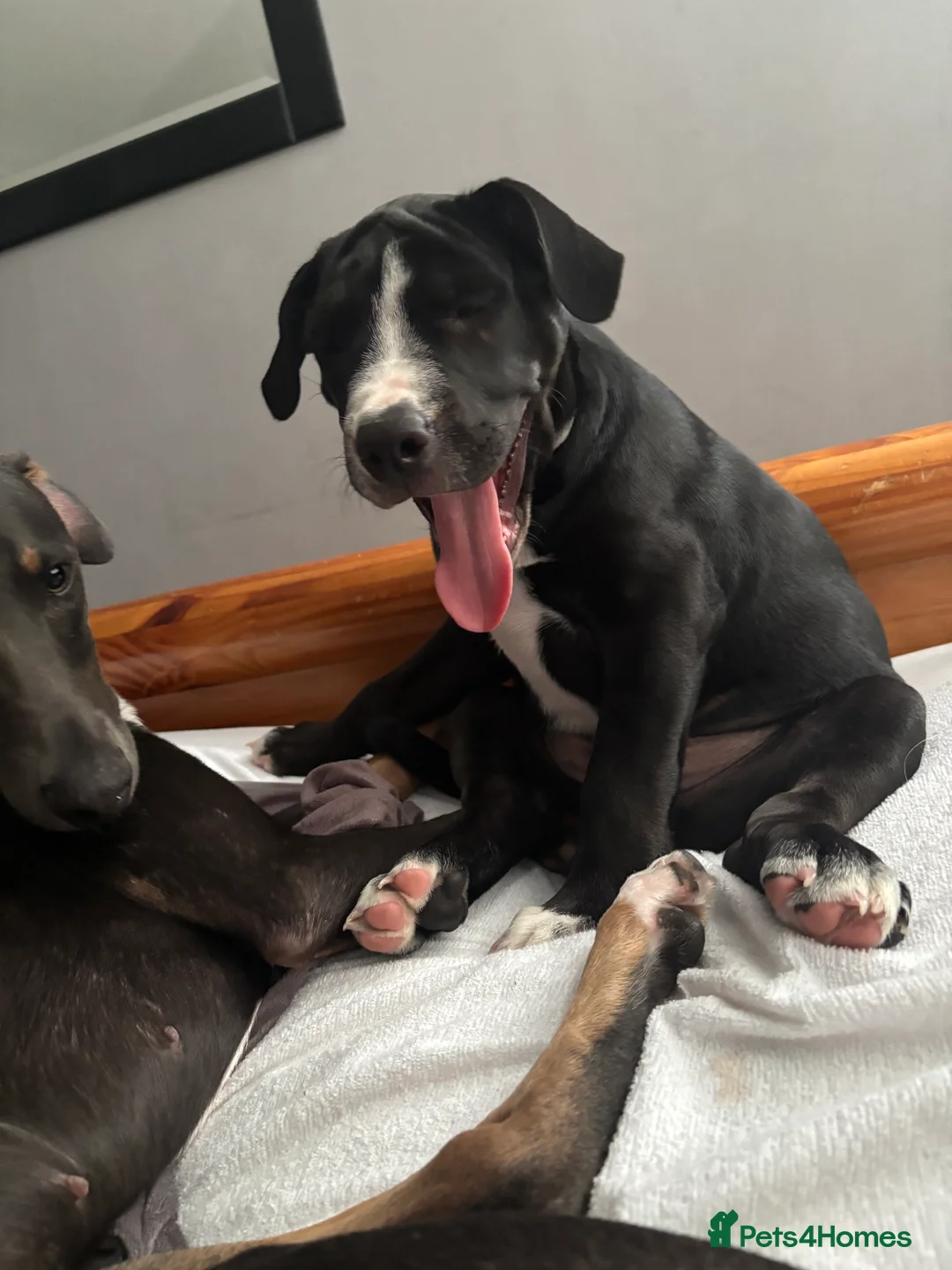Mixed Breed dogs for sale: Bulldog x collie puppy  - Advert 7