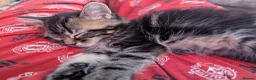 Persian cats for sale: 4 X doll faced Persian kittens cross  - Advert 18