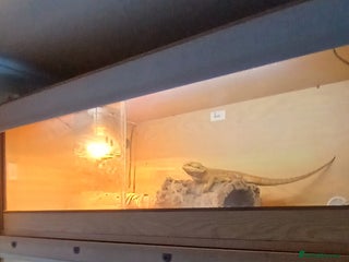 Bearded Dragon reptiles Male bearded dragon - Advert 3