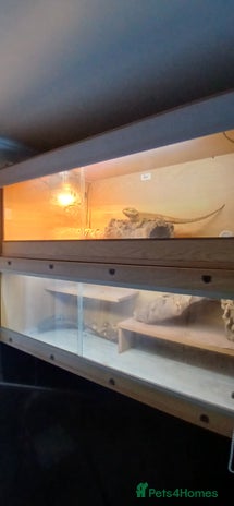 Bearded Dragon reptiles Male bearded dragon - Advert 3