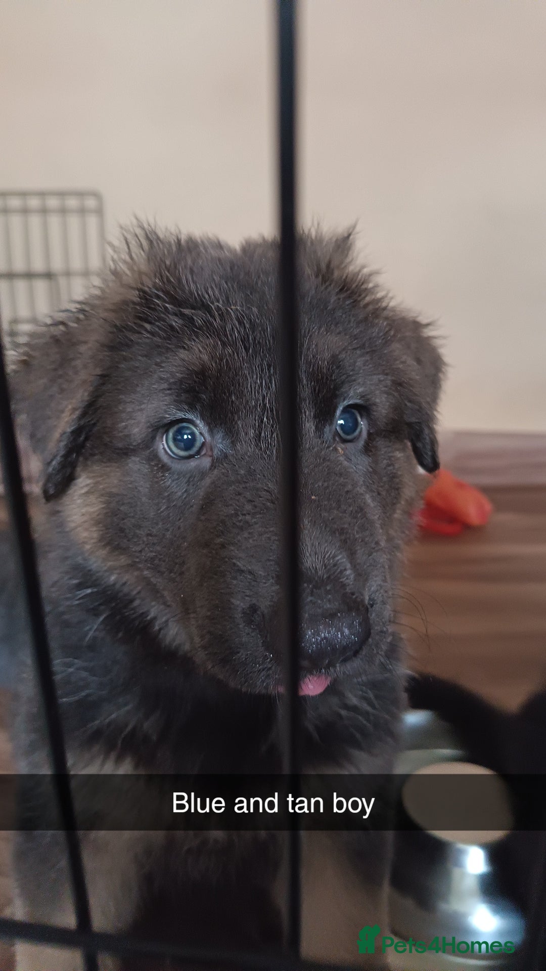 German Shepherd dogs for sale: German Shepherd puppies - Image 21