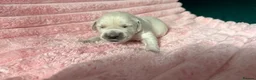 Golden Retriever dogs for sale: Gorgeous Golden Retriever Puppies For Sale - Advert 22