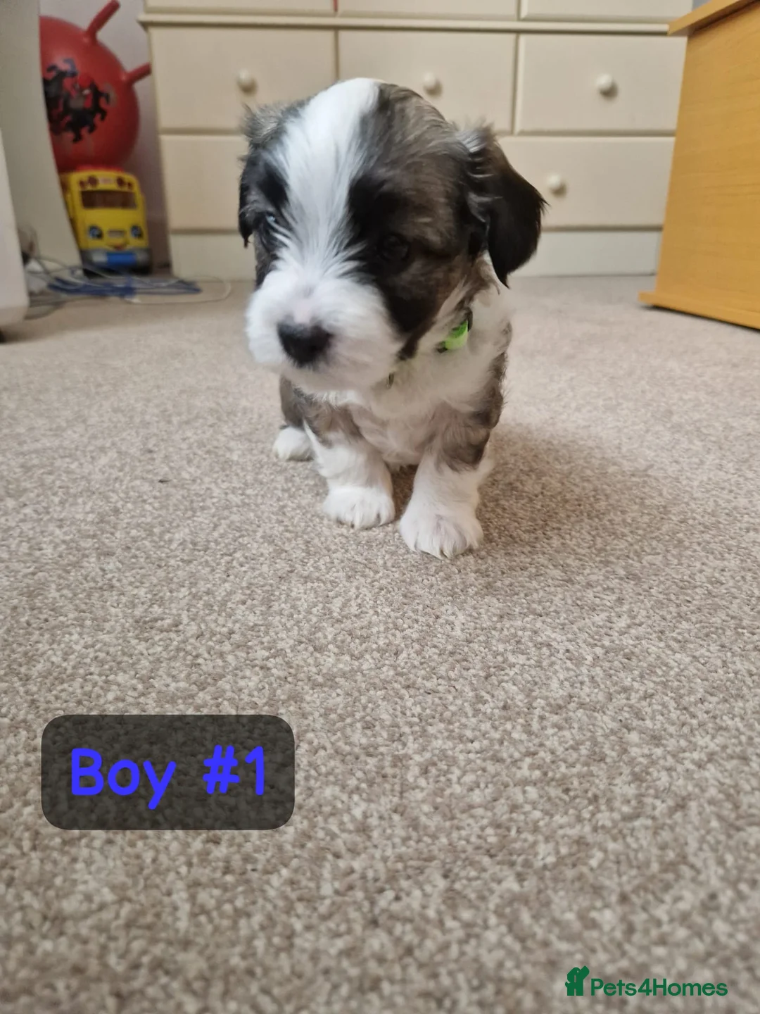 Bichon Frise dogs for sale: 3 bichions for sale - Advert 12