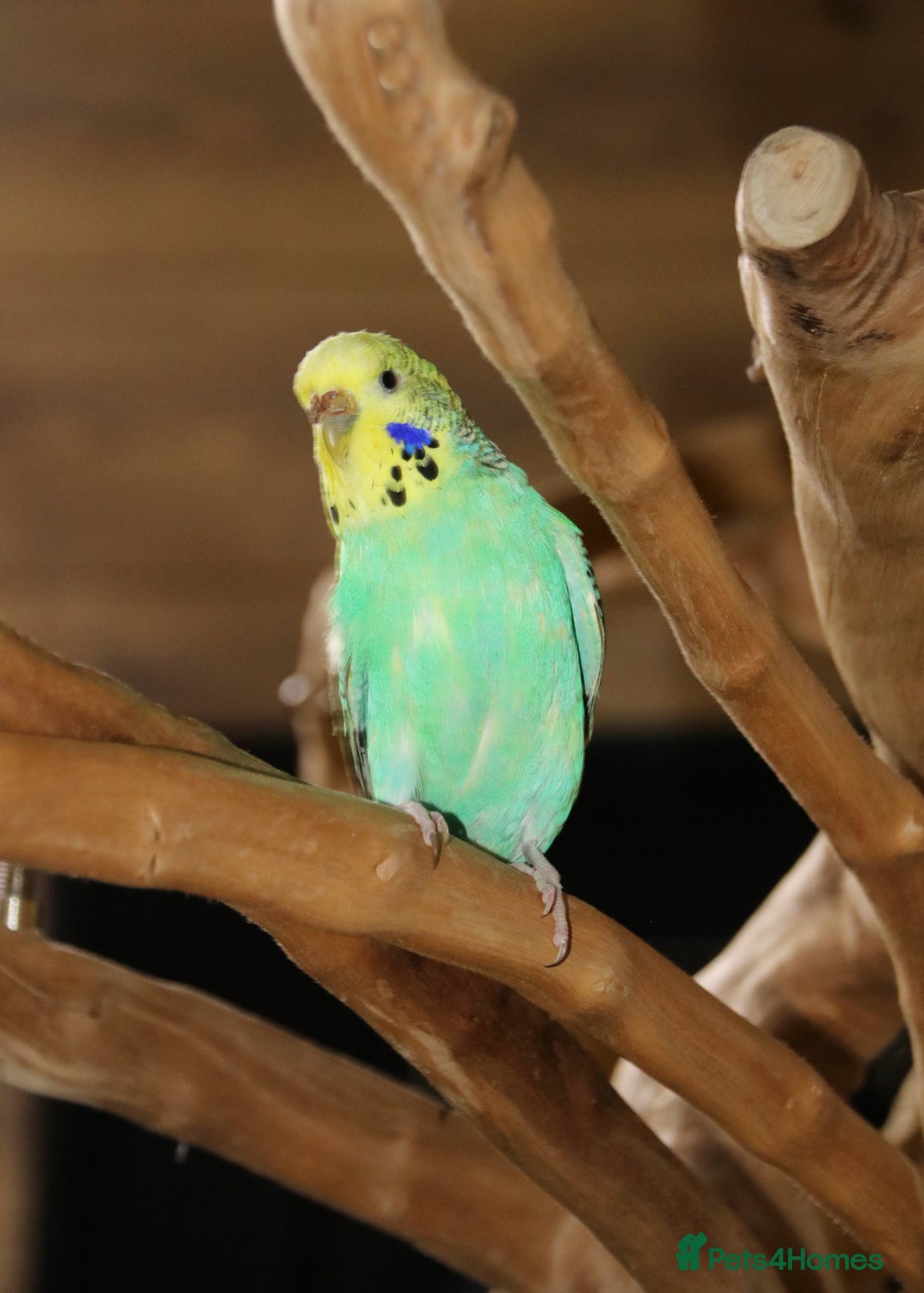 Parrots birds for sale: Talking Parrot and bird Available - Advert 18