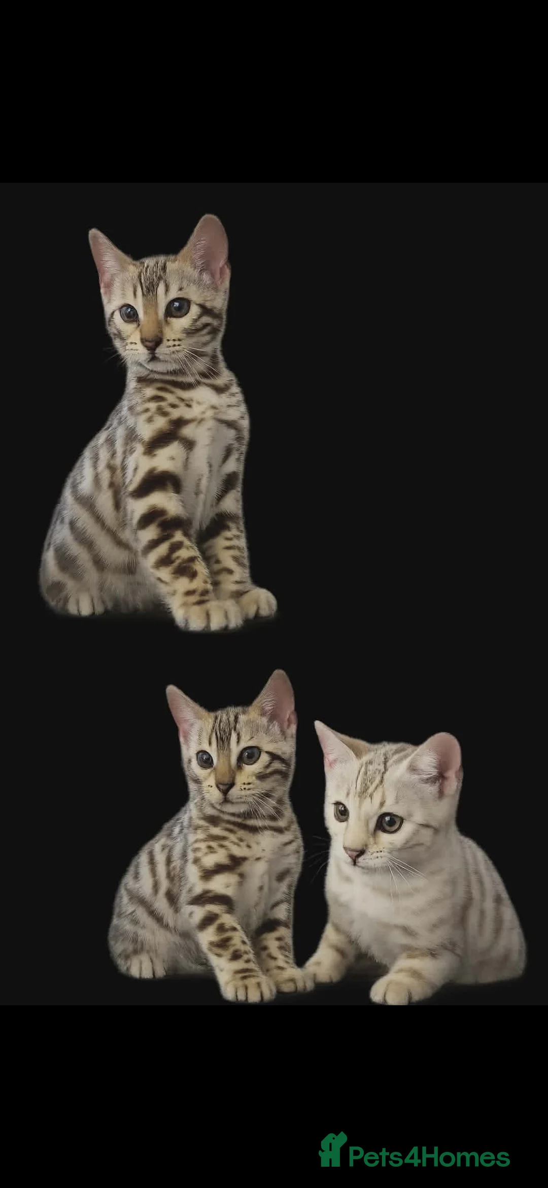 Bengal cats for sale: Ready Now Tica Champion Kittens  - Advert 3