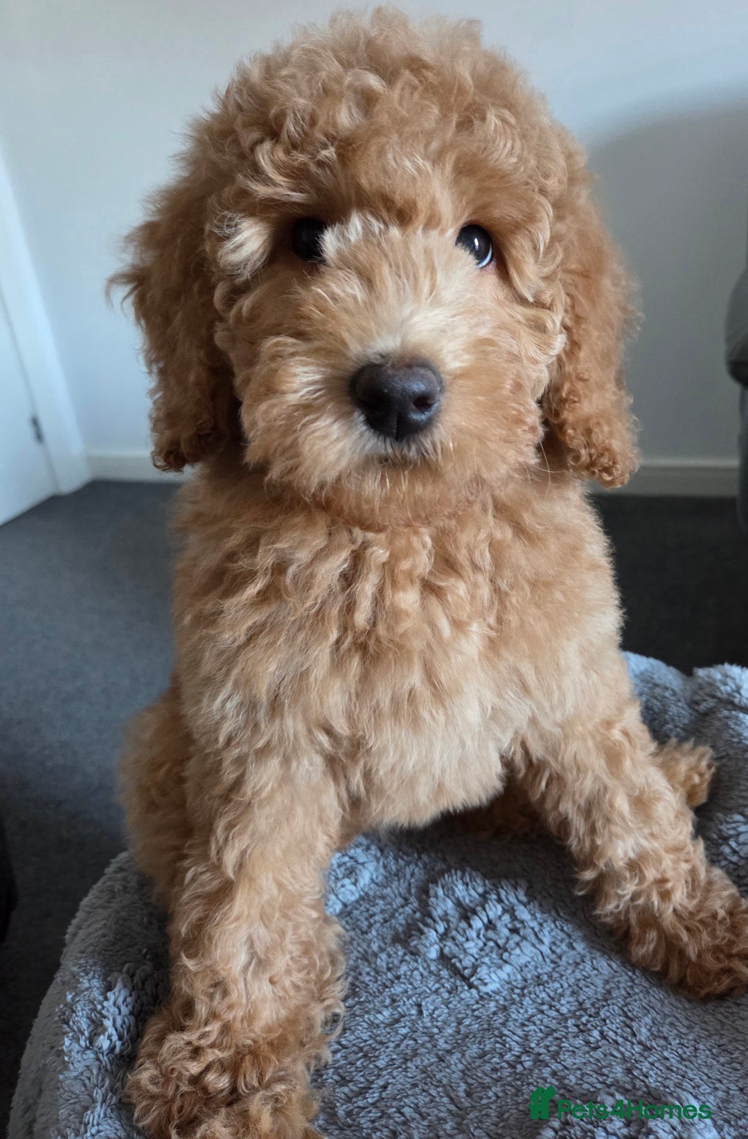 Labradoodle dogs for sale: Labradoodle Bitch 12 wks old fully vaccinated  - Advert 3
