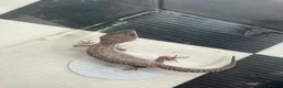 Leopard Gecko reptiles for sale: Mixed baby Leopard Geckos & 1 Black night - Advert 4