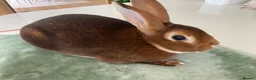 Rex rabbits for sale: Standard REX male - Advert 1