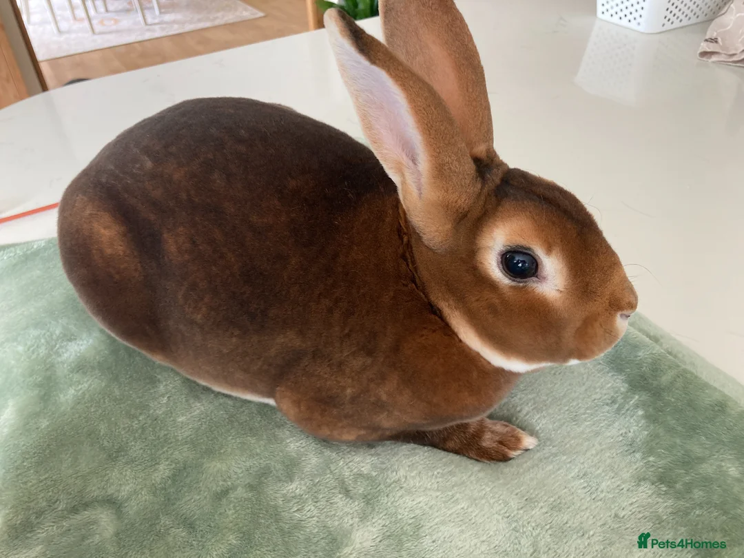 Rex rabbits for sale: Standard REX male - Advert 1