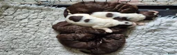 Sproodle dogs for sale: Gorgeous litter of Sproodle Pups  - Advert 11