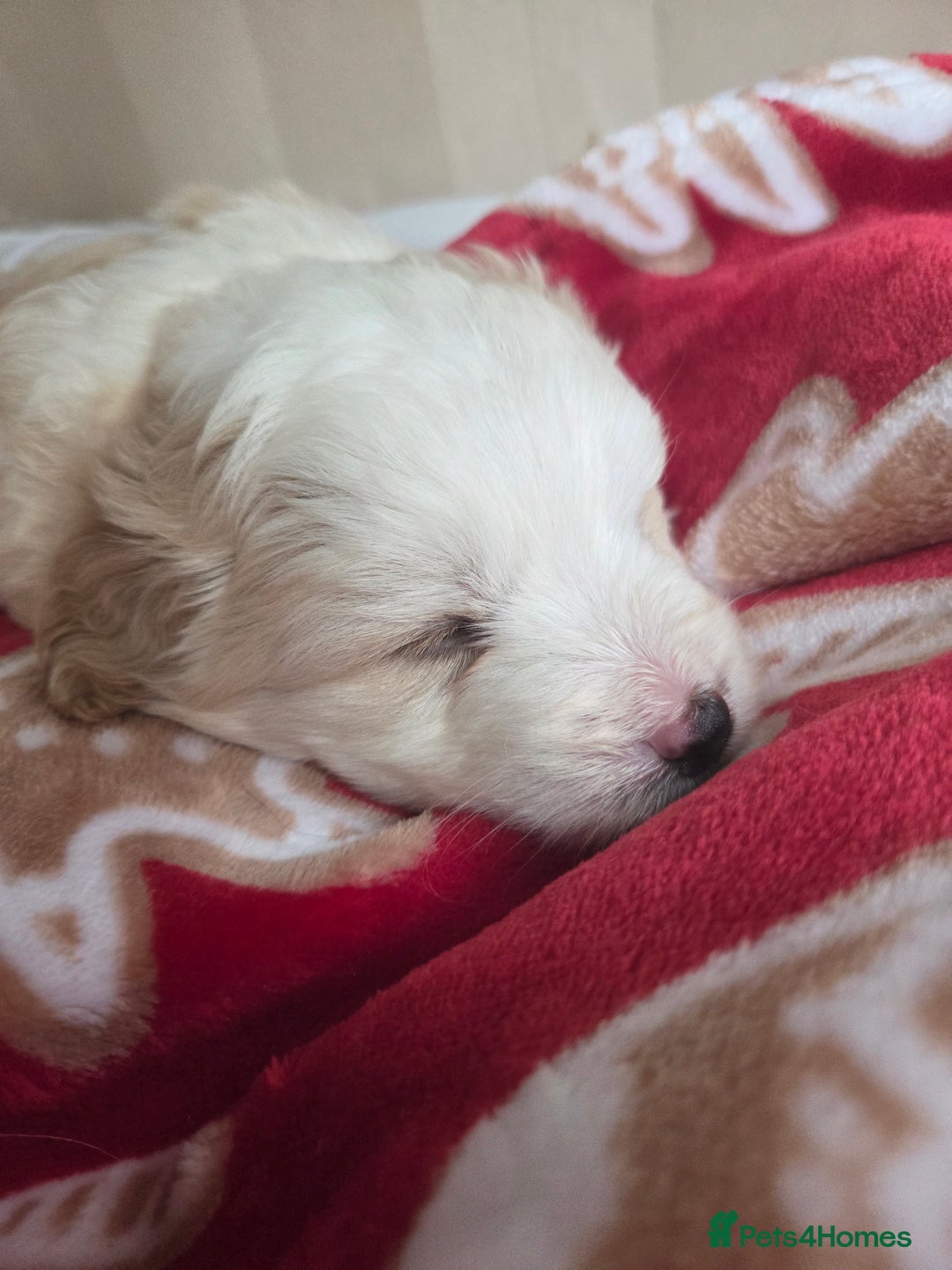 Bordoodle dogs for sale: F2 Bordoodle puppies - Image 12