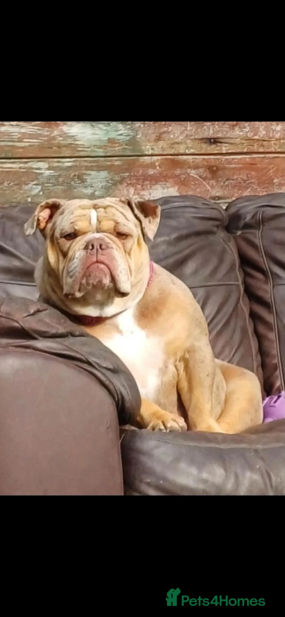 English Bulldog dogs for sale: English bulldog kc registered in Belper - Advert 2