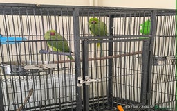 Parrots birds for sale: Green parrots for sale in London in Barnet - Image 3