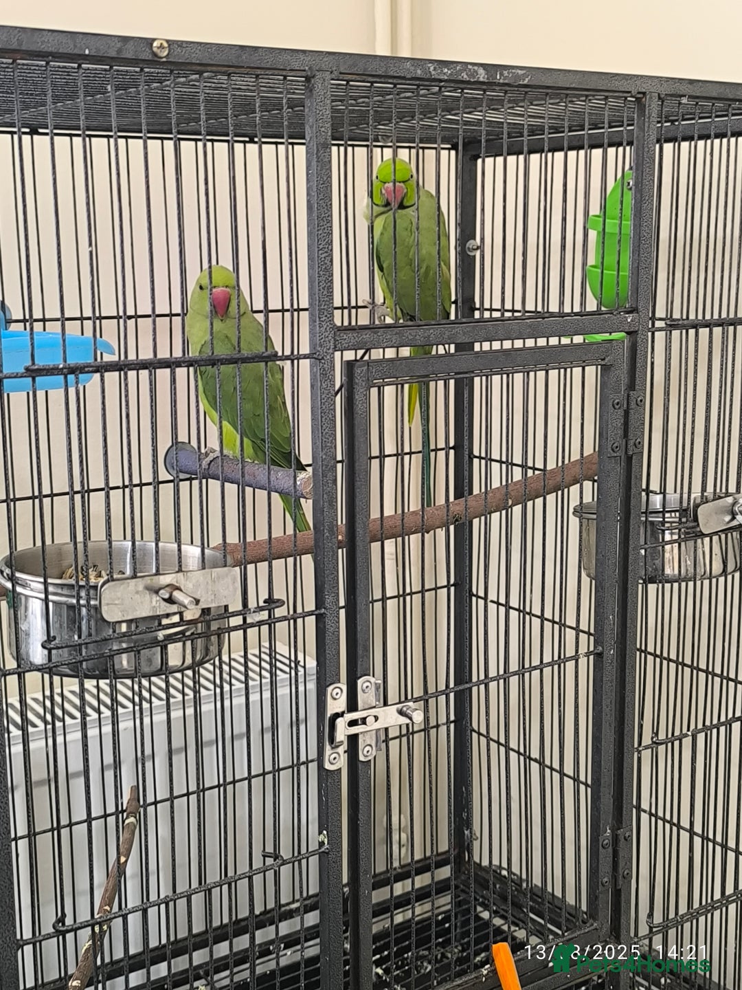 Parrots birds for sale: Green parrots for sale in London in Barnet - Image 3