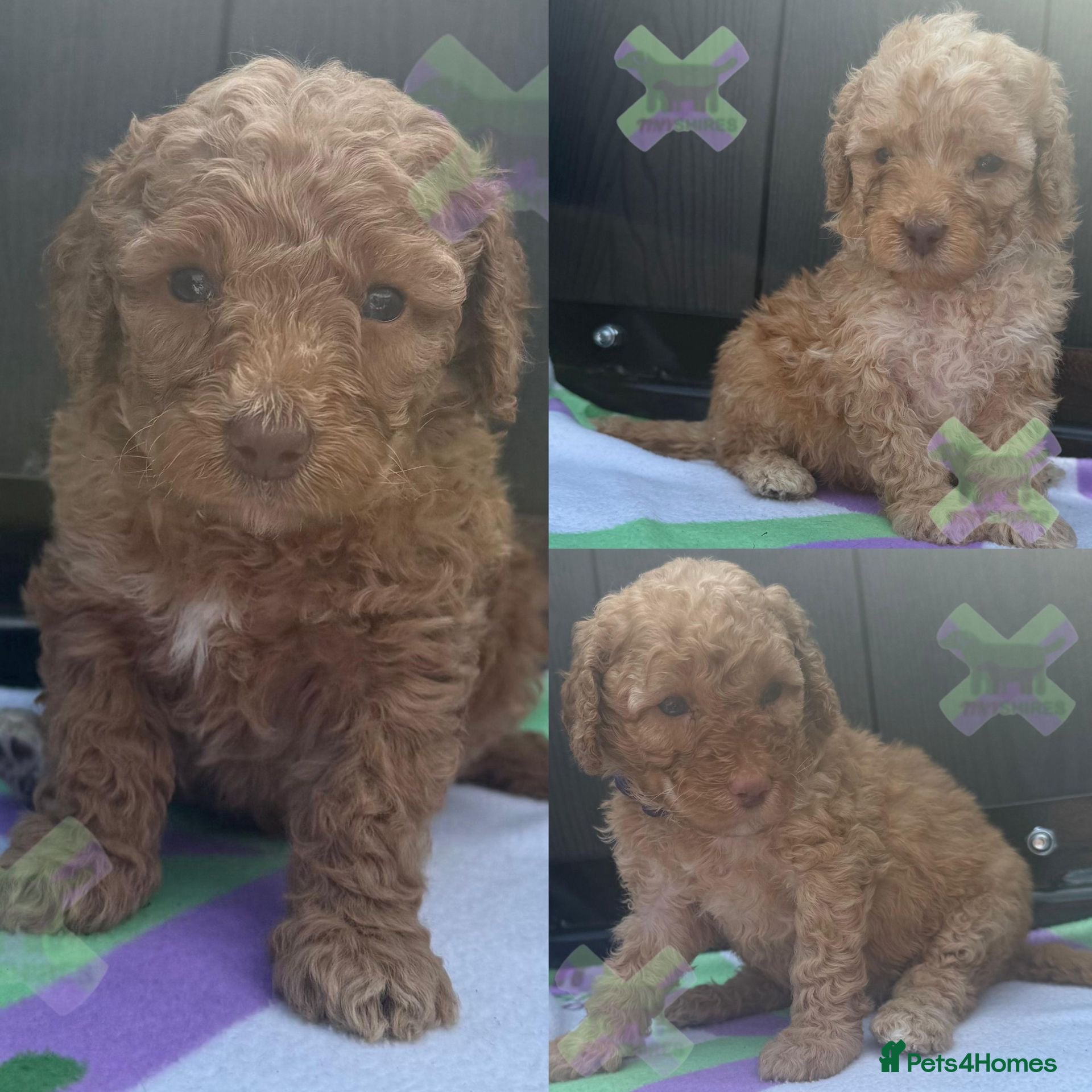 Miniature Poodle dogs KC miniature poodles VARIOUS 17 dna health tested  - Advert 1