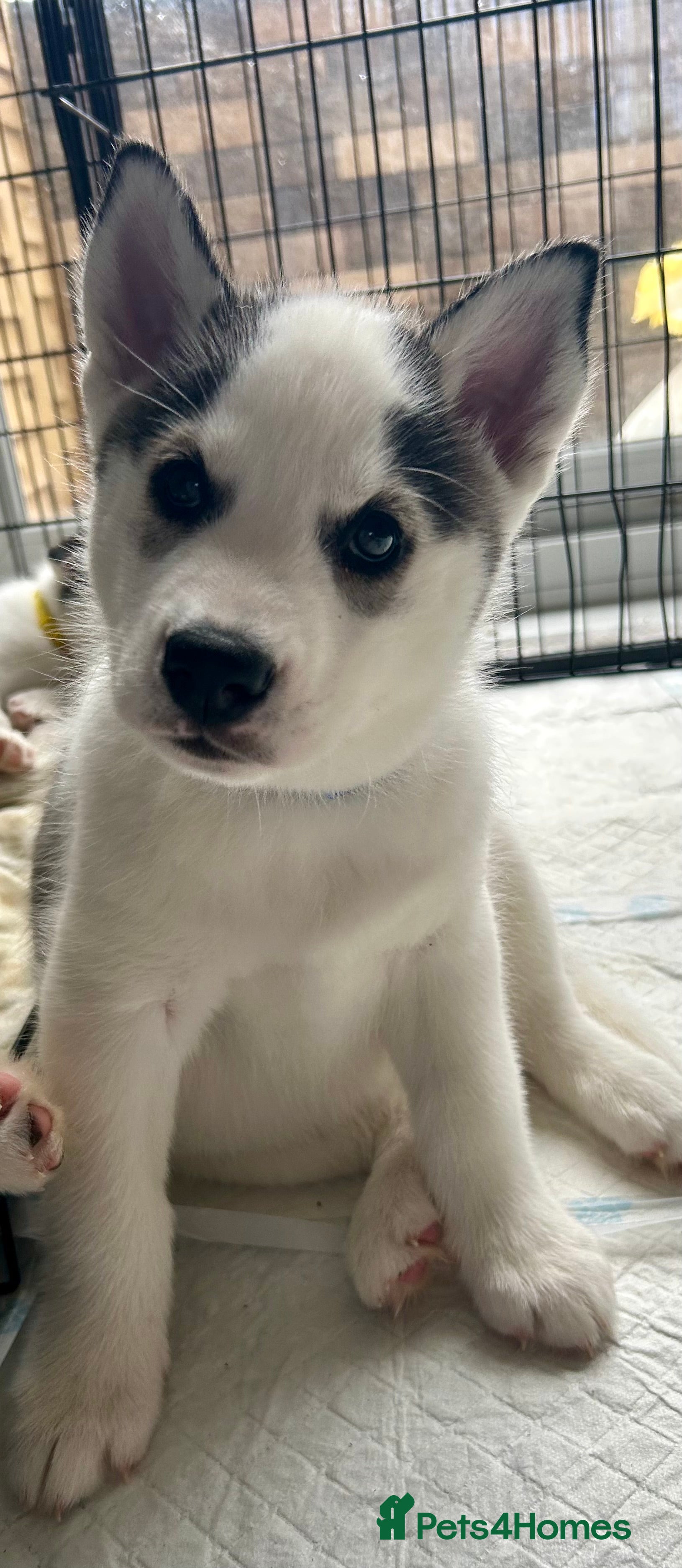 Siberian Husky dogs Available now rare markings - Advert 2