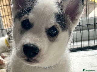 Siberian Husky dogs Available now rare markings - Advert 2