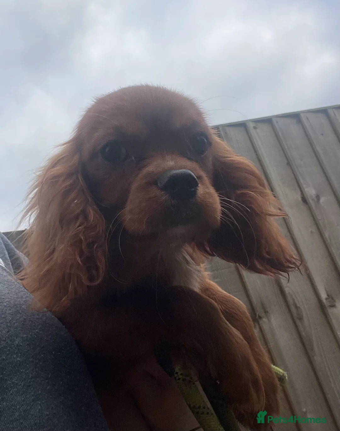 Cavalier King Charles Spaniel dogs for sale: Cavalier Ruby red male KC Registered - Advert 14