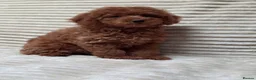 Toy Poodle dogs for sale:  Red Toy Poodle Puppies – Asian Teddy Bear Type in Motherwell - Advert 9
