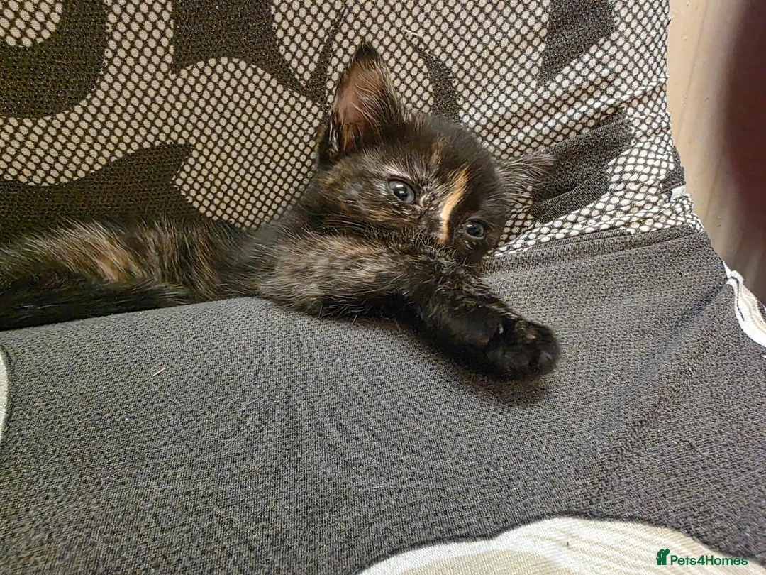 Mixed Breed cats for sale: Beautiful kittens looking for forever home - Advert 40