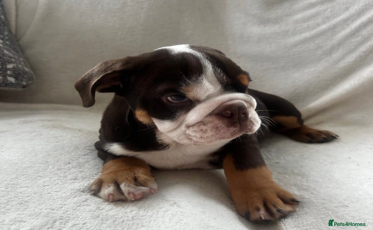 English Bulldog dogs - Advert 9