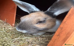 Mixed Breed rabbits for sale: 3 gorgeous rex cross-sold pending collection  - Image 6