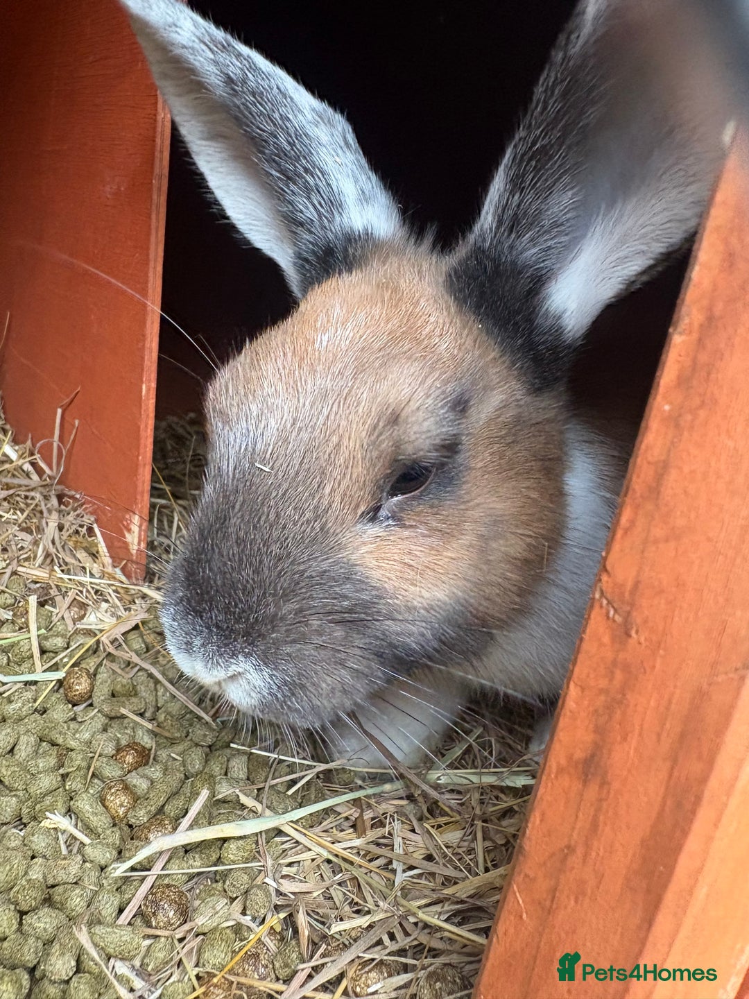 Mixed Breed rabbits for sale: 3 gorgeous rex cross-sold pending collection  - Image 6
