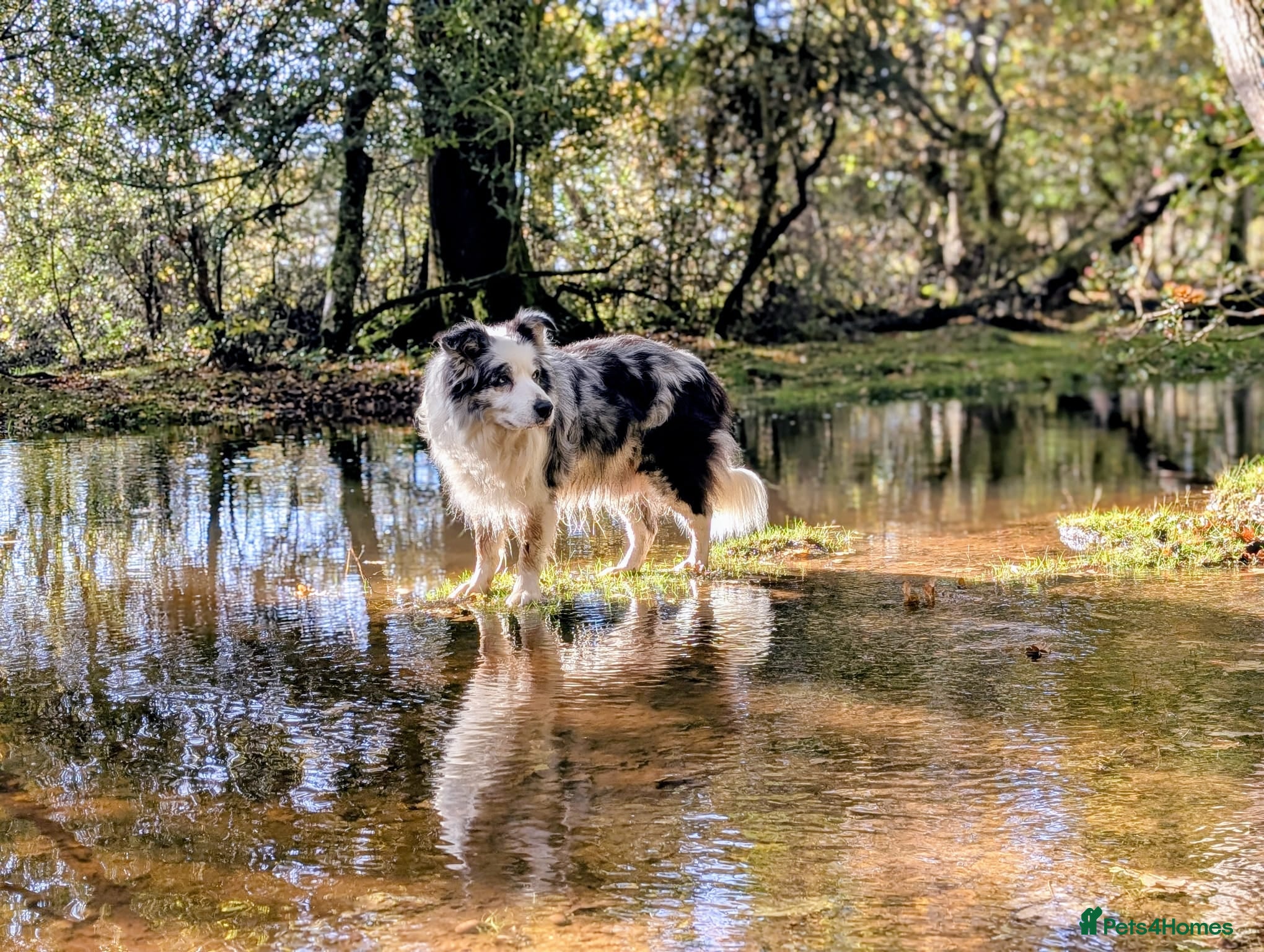 Border Collie dogs Beautiful Blue Merle looking to Stud him.   - Advert 1