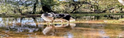 Border Collie dogs for stud: Beautiful Blue Merle looking to Stud him.   - Advert 1