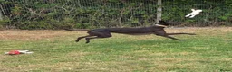Greyhound dogs for adoption: Oliver - Advert 5